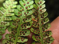 Athyrium asplenioides var. cyclosorum (Rupr.) resmi