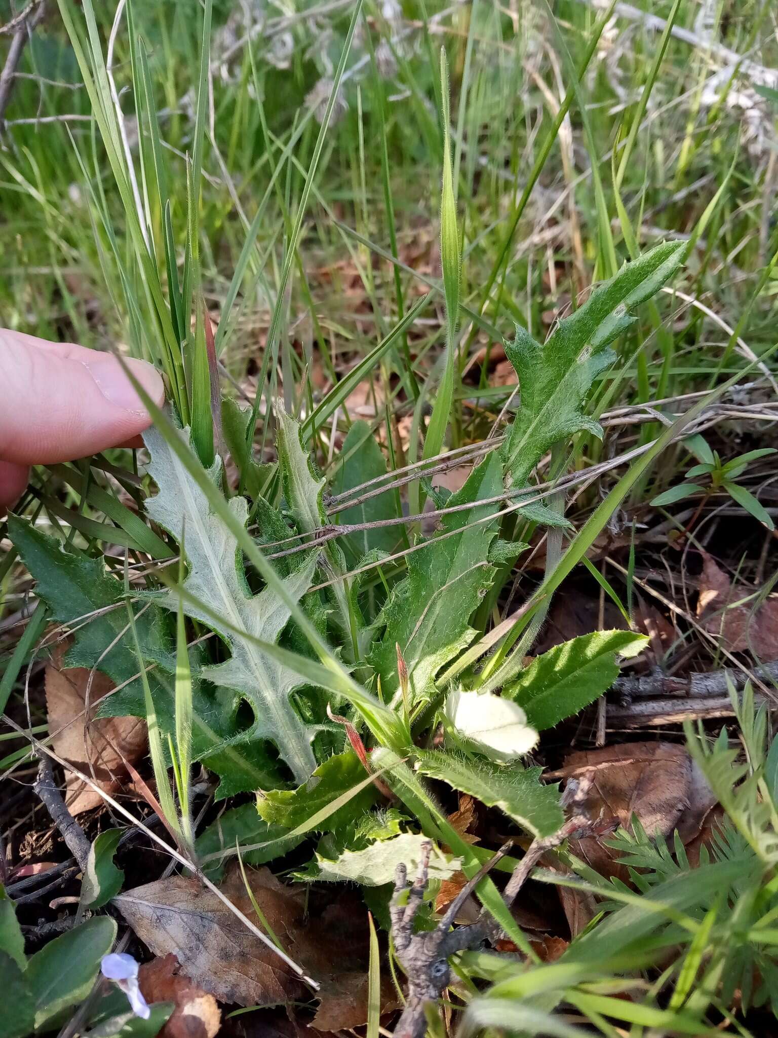 Imagem de Cirsium brevifolium Nutt.