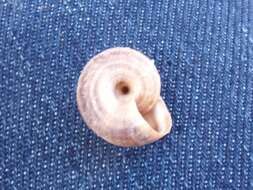 Image of dune snail