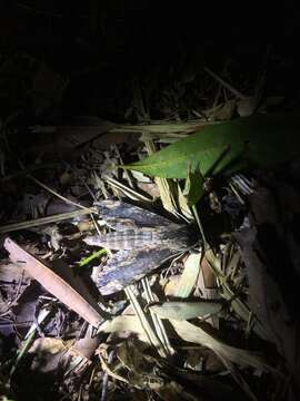 Image of Oleander sphinx moth