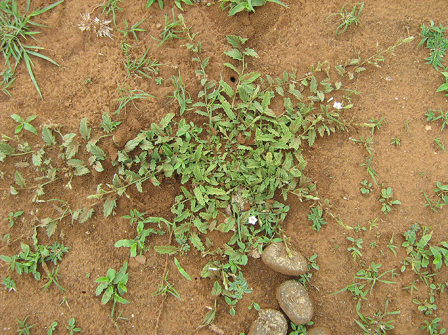 Plancia ëd Convolvulus austroafricanus J. R. I. Wood & Scotland