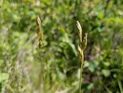 Image of whitescale sedge