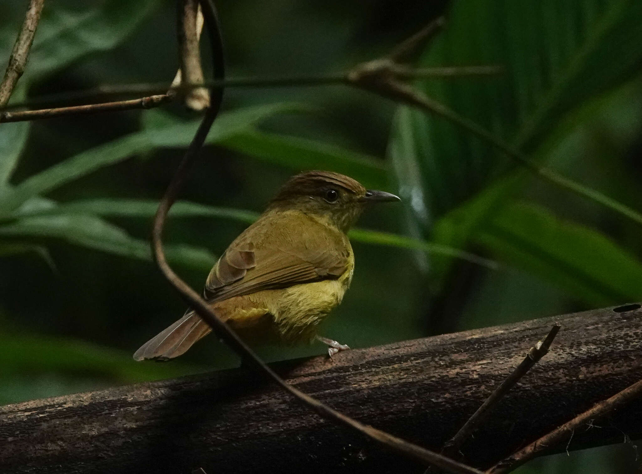 Image of Cachar Bulbul