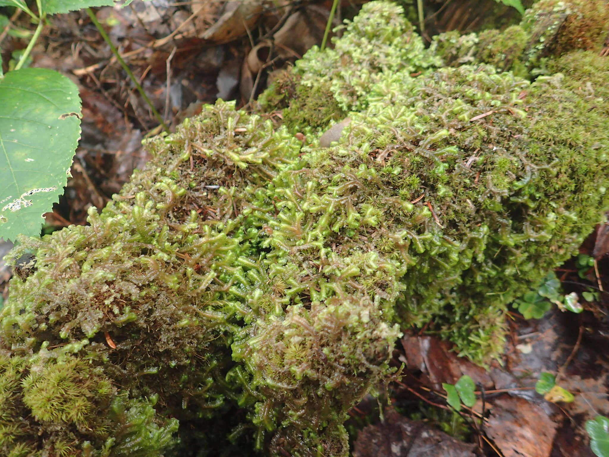 Image of greater whipwort