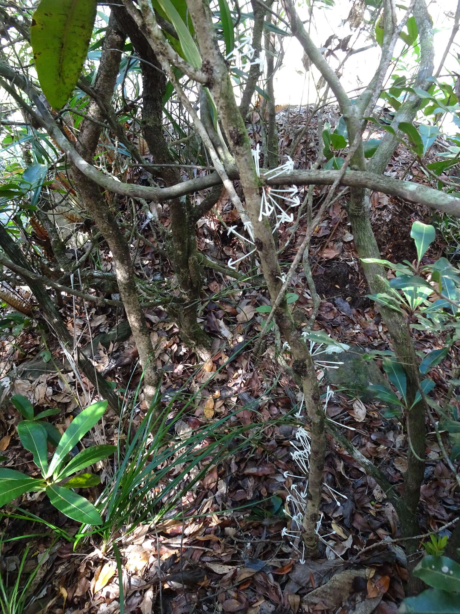 Image of Ixora cauliflora Montrouz.