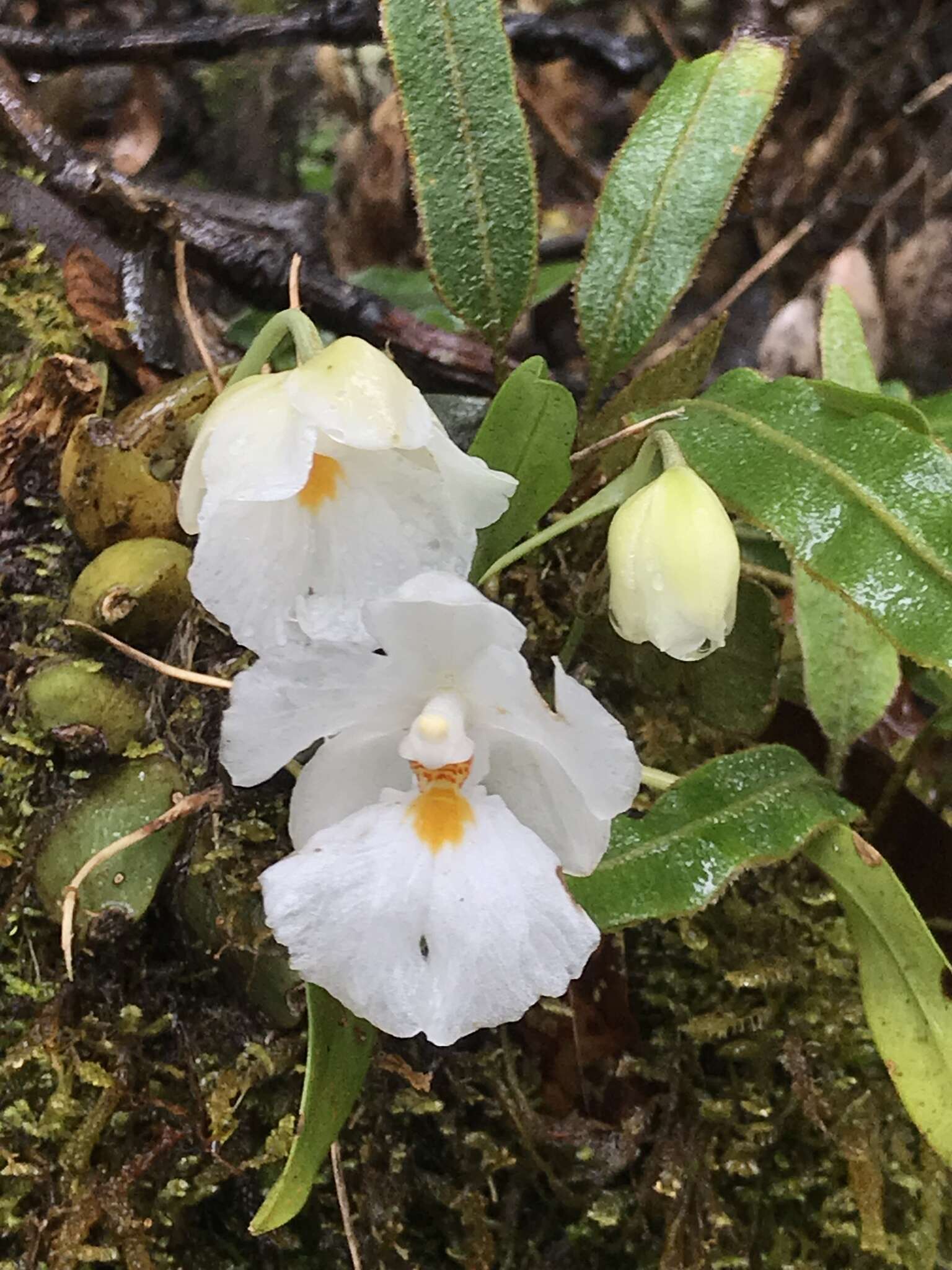 Image of Rossioglossum oerstedii (Rchb. fil.) M. W. Chase & N. H. Williams