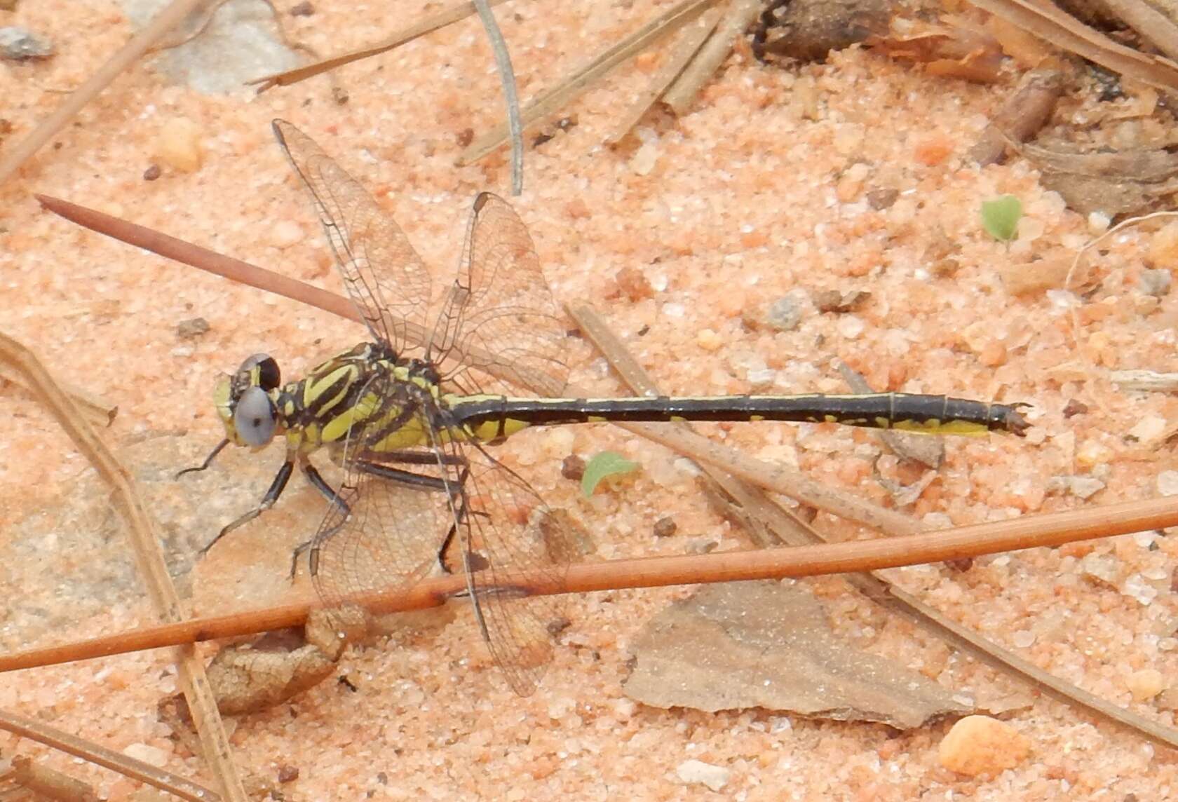 Image of Hodges' Clubtail