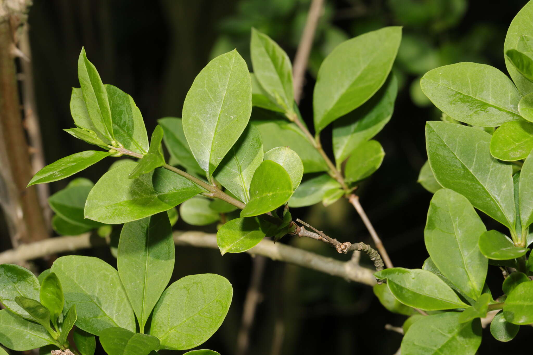 Image of California privet