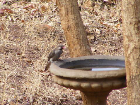 Image of Greater Honeyguide