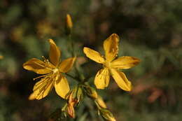 Image of Heath-leaved St. John's wort