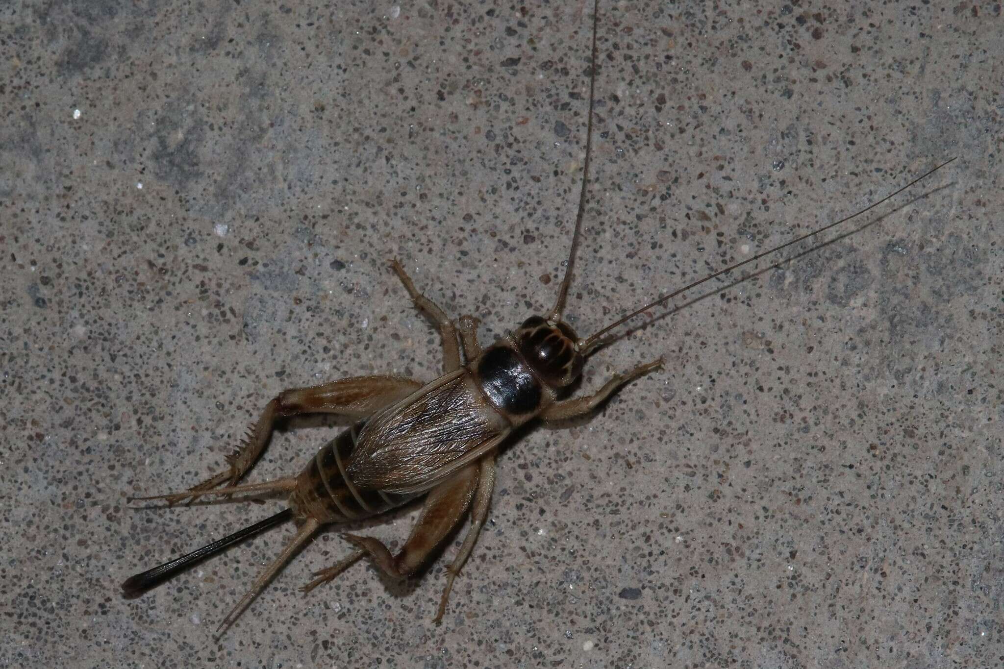 Image of Badlands Cricket