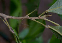 Image of Macaranga subdentata Benth.