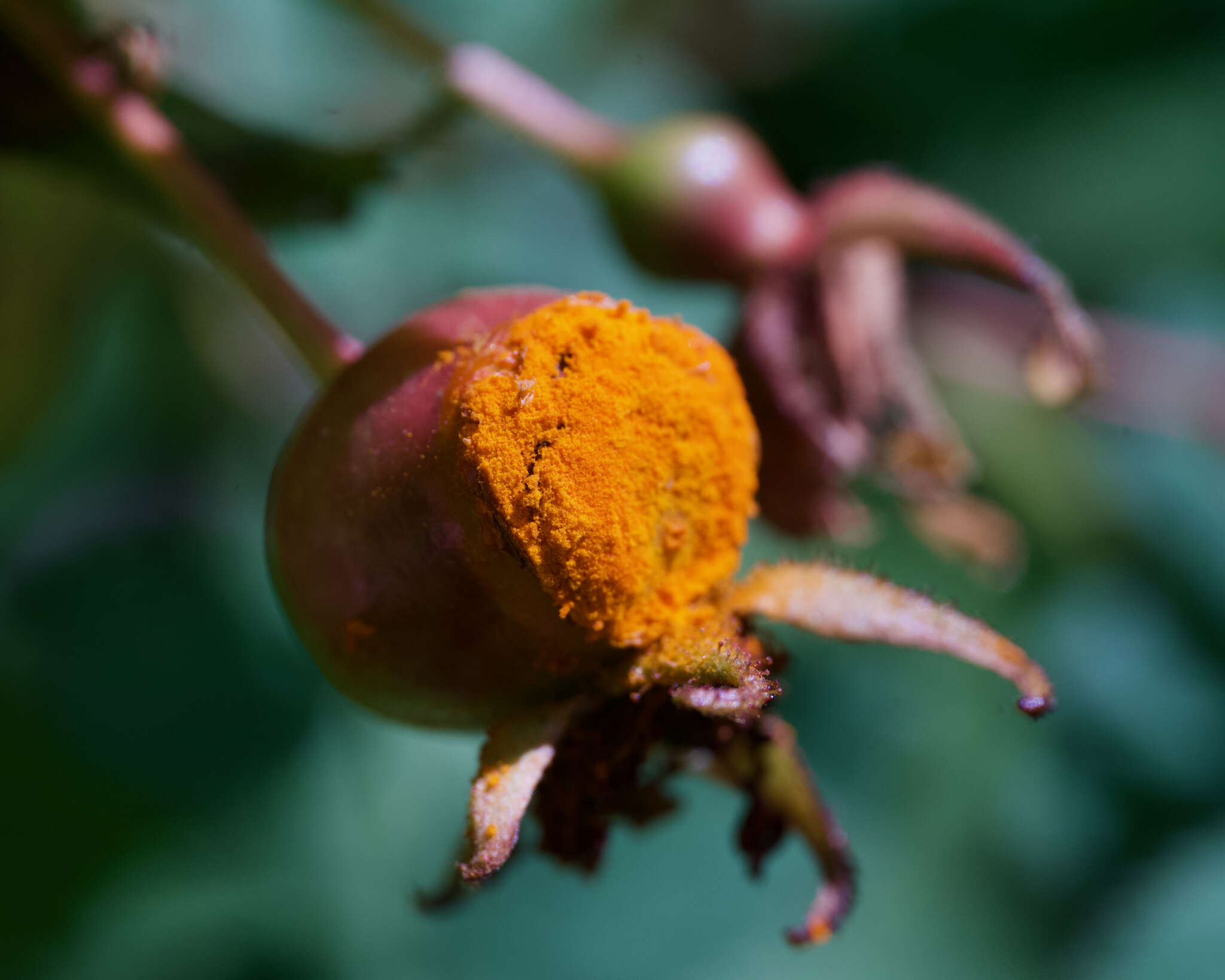 صورة Phragmidium rosae-multiflorae Dietel 1905