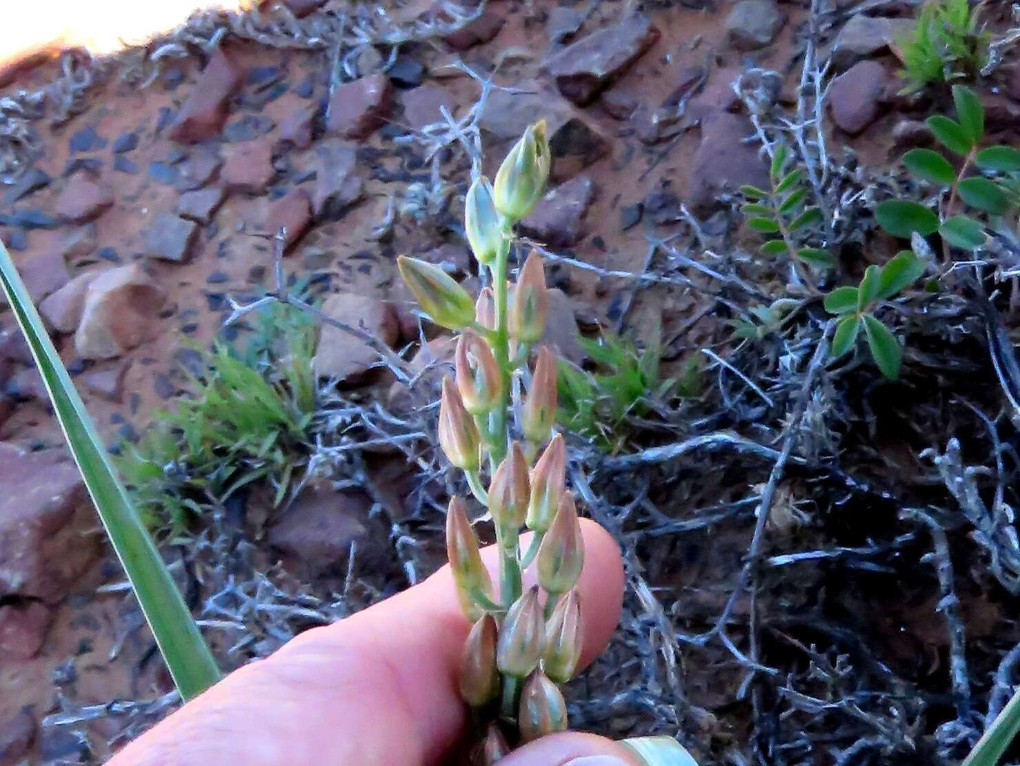 Image of Albuca virens (Lindl.) J. C. Manning & Goldblatt