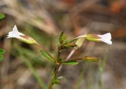 Mecardonia acuminata subsp. peninsularis (Pennell) R. A. Rossow resmi