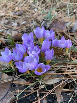 Crocus atticus (Boiss. & Orph.) Orph. resmi