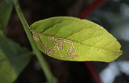 Sivun Stigmella corylifoliella (Clemens 1861) Wilkinson et al. 1979 kuva