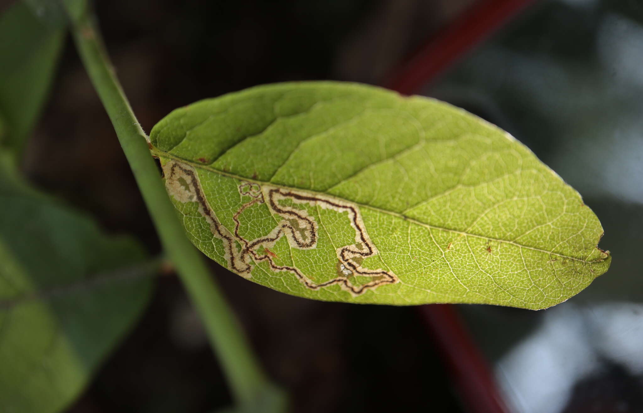 Image de Stigmella corylifoliella (Clemens 1861) Wilkinson et al. 1979