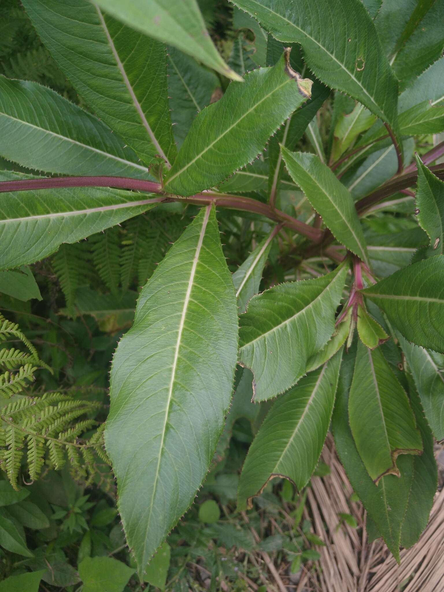 Image of Robust Lobelia