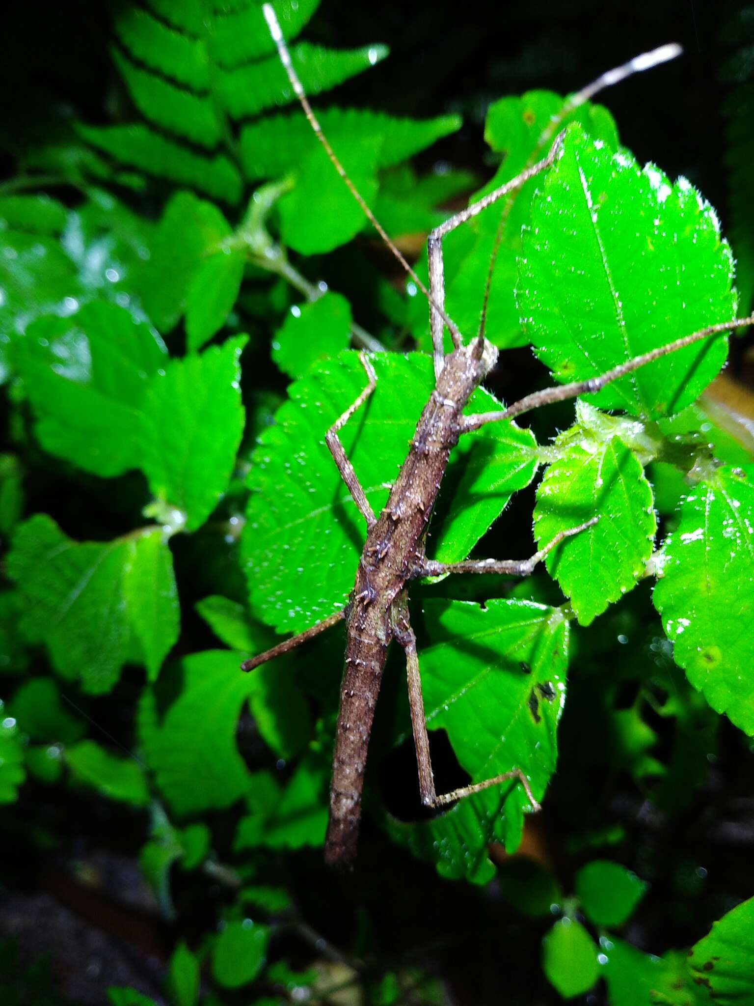 Image of Neohirasea japonica (Haan & W.)