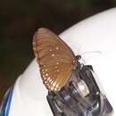 Euploea algea menetriesii Felder, C., Felder & R. 1860 resmi