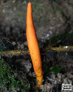 Image of Trichoderma cornu-damae (Pat.) Z. X. Zhu & W. Y. Zhuang 2014