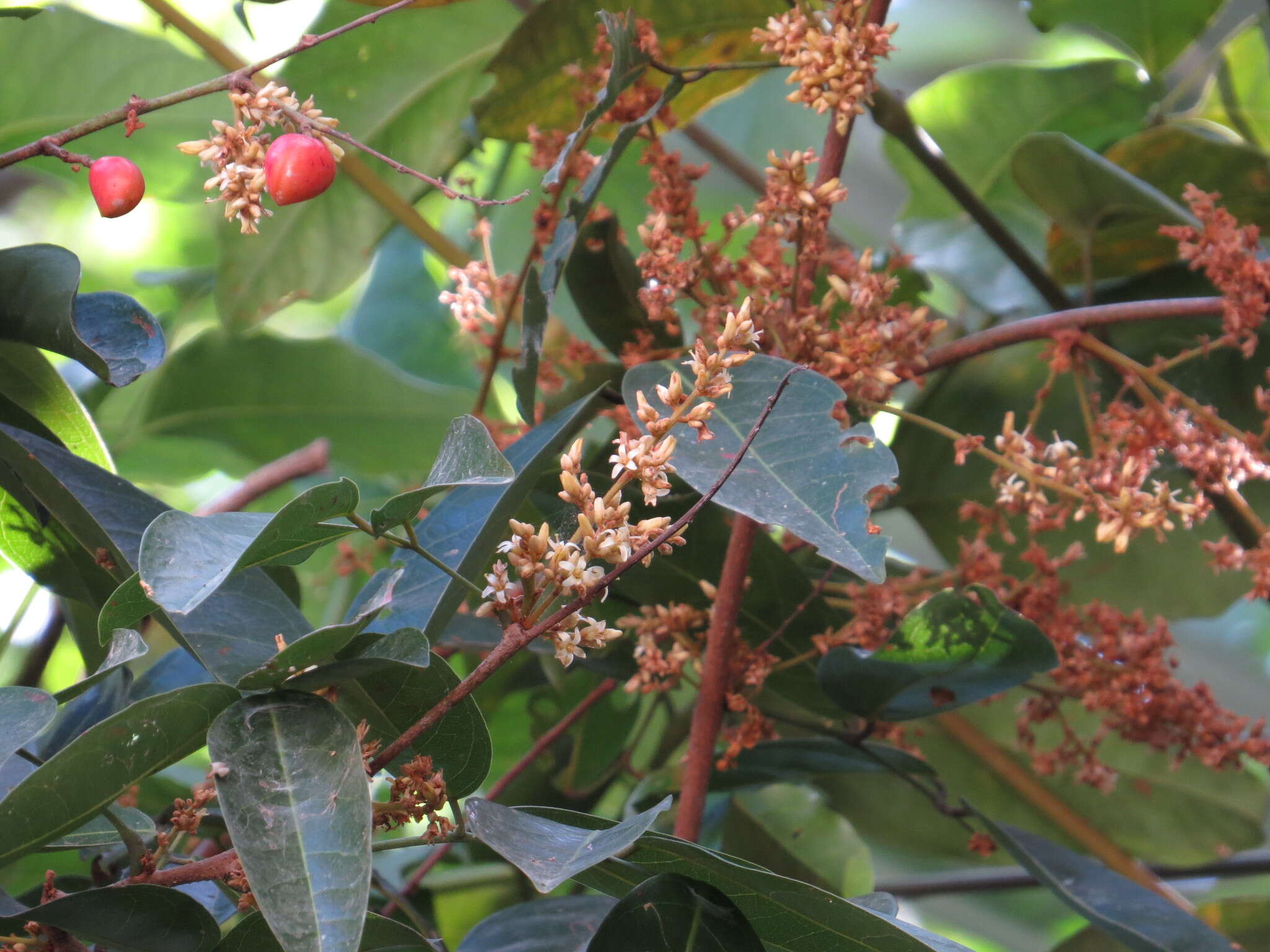 Image of Connarus conchocarpus F. Müll.