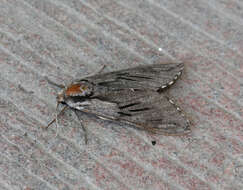 Image of Larch hawk moth