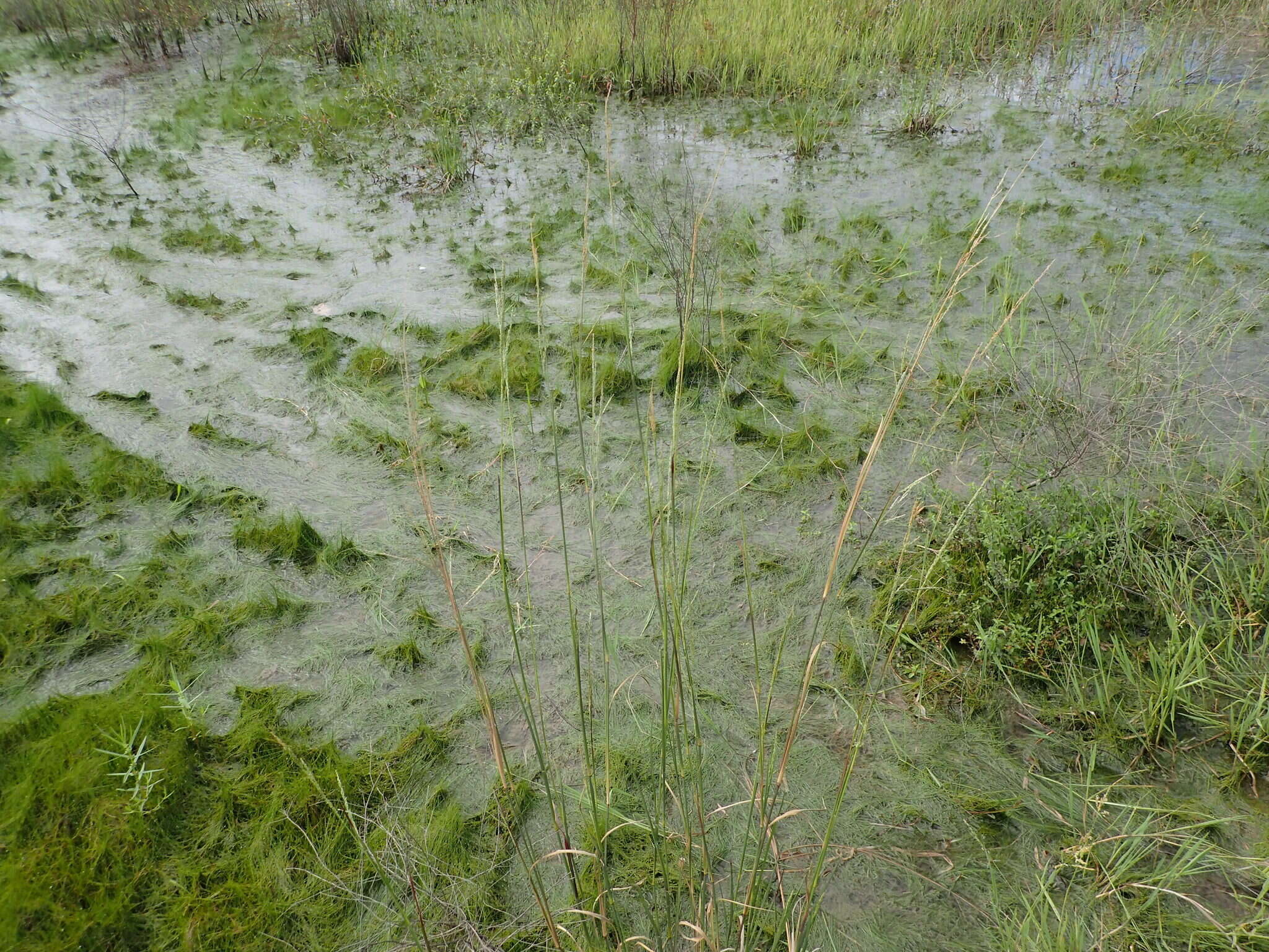 Image of Southeastern Cut-Throat Grass