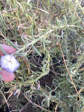 Image of Convolvulus fruticulosus Desr.