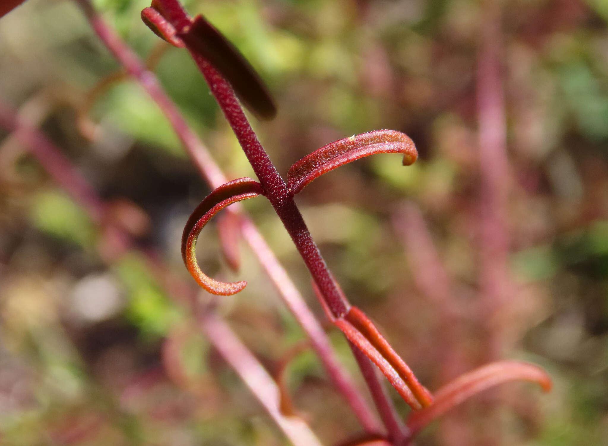 Imagem de Odontites luteus (L.) Clairv.