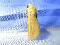 Image of Corn Earworm