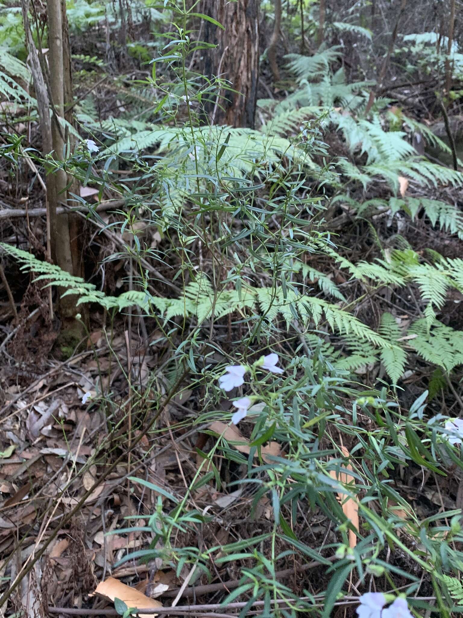 Image of Narrow-leaved Mint-bush