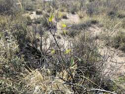 Image of pale desert-thorn