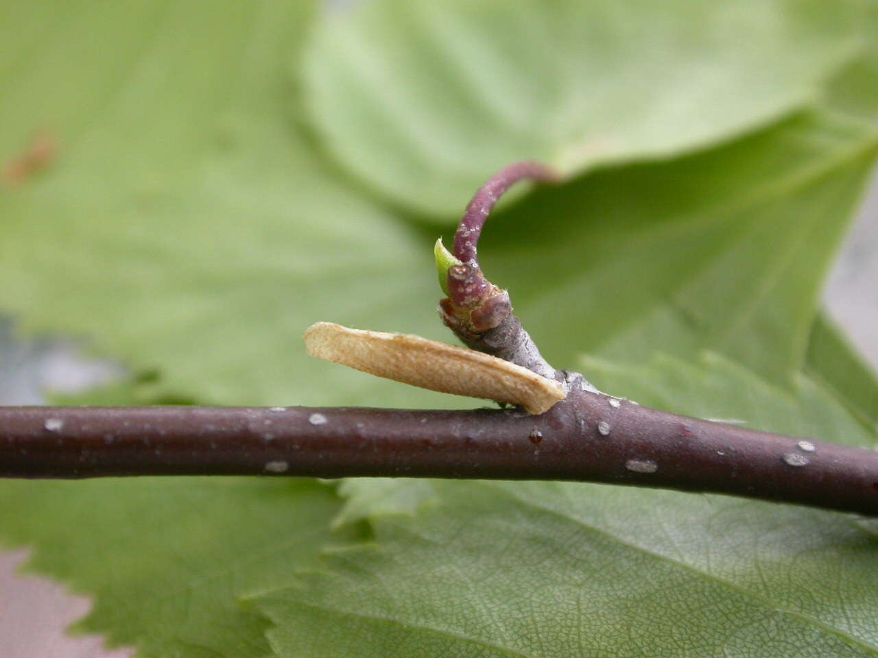 Image of alder bud moth