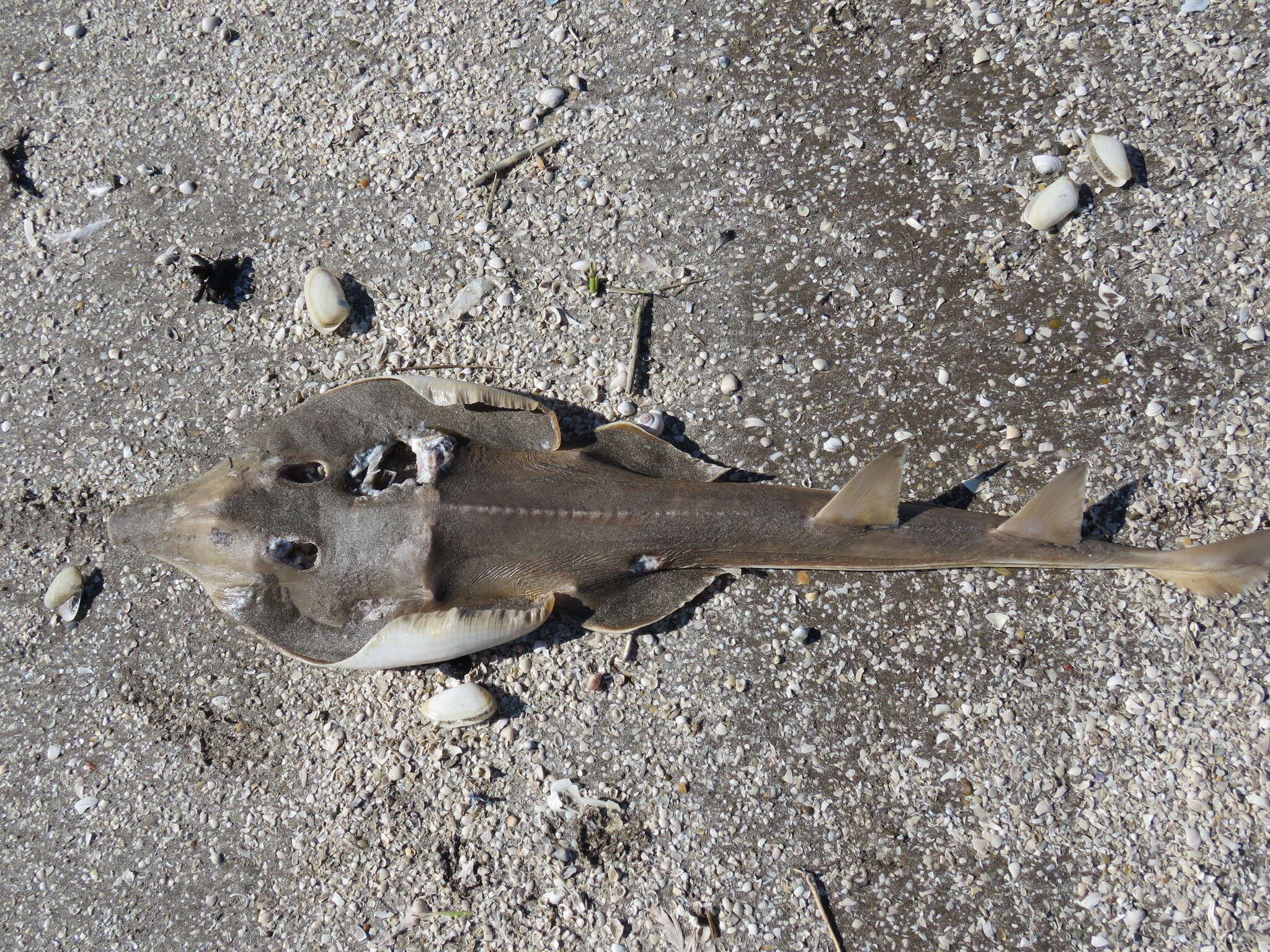 Image of Brazilian guitarfish