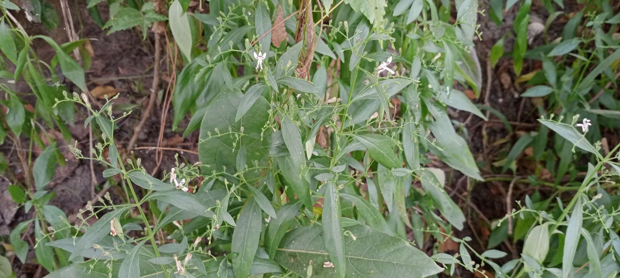 Image of false waterwillow