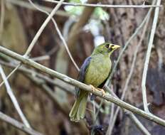 Image of Bell Miner