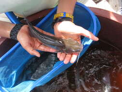 Image of Balsas catfish