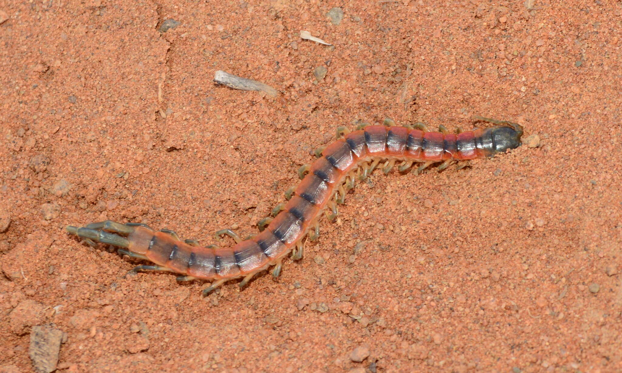 Image of Rhysida afra (Peters 1855)