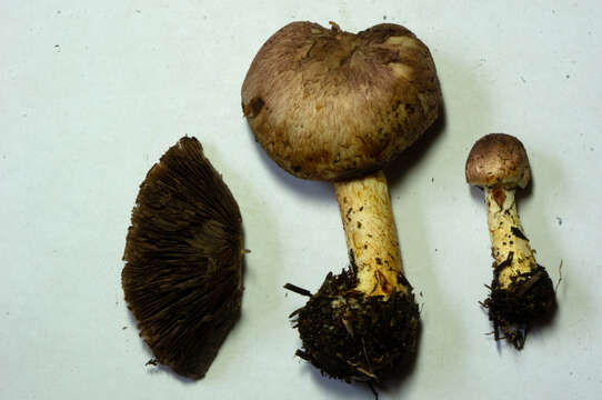 Image of Agaricus kerriganii L. A. Parra, B. Rodr., A. Caball., M. Martín-Calvo & Callac 2013