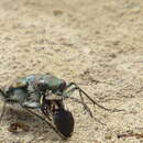 Image of Cicindela senilis frosti