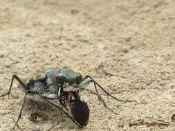 Image of Cicindela senilis frosti