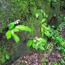 Streptocarpus parviflorus Hook. fil. resmi