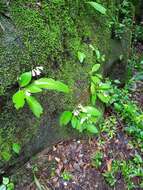 Sivun Streptocarpus parviflorus Hook. fil. kuva