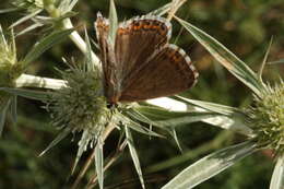 Imagem de Polyommatus albicans (Gerhard 1851)