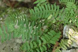 Image of Woodsia polystichoides D. C. Eat.