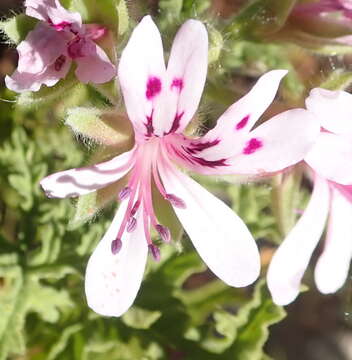 Image of oakleaf geranium