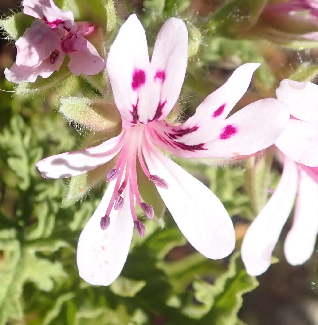 Image of oakleaf geranium