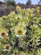 Image de Leucadendron roodii Bolus